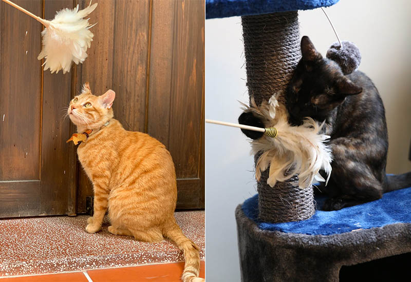 友善逗貓棒 - 波斯 友善逗貓棒 - 波斯