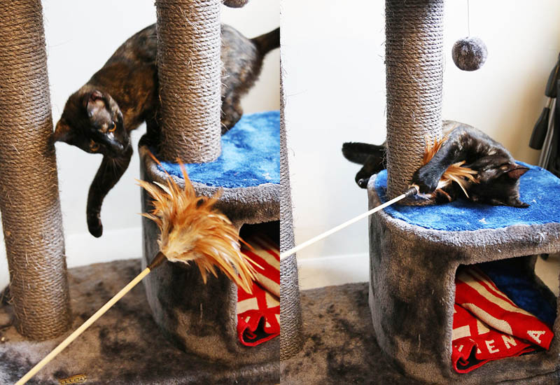 挪威森林友善逗貓棒 挪威森林友善逗貓棒