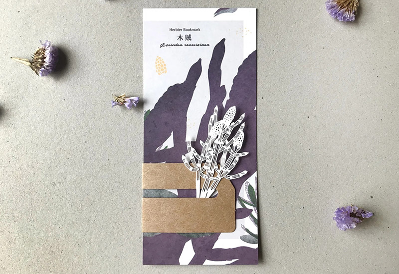 蕨類標本紙雕-木賊 蕨類標本紙雕-木賊