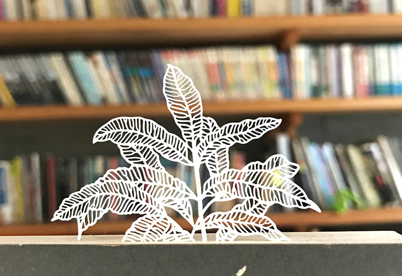 蕨類標本紙雕-臺灣原始觀音座蓮 蕨類標本紙雕-臺灣原始觀音座蓮