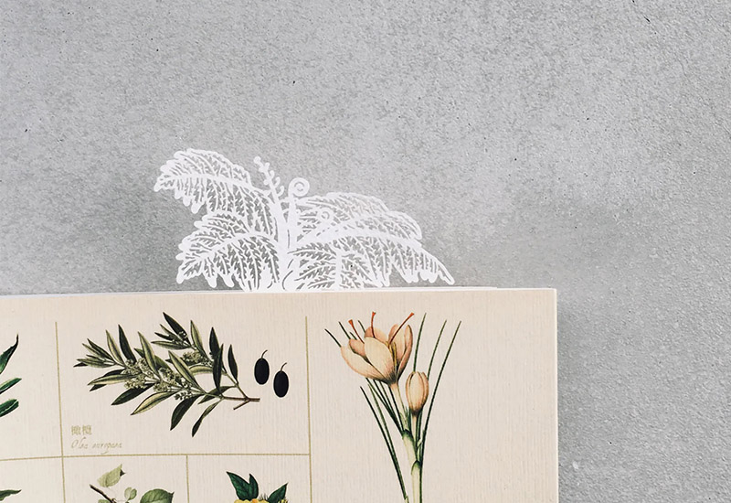 蕨類標本紙雕-筆筒樹 蕨類標本紙雕-筆筒樹