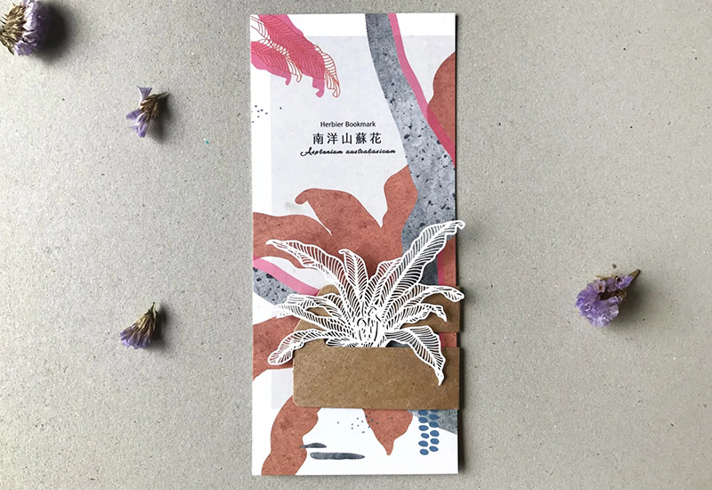 蕨類標本紙雕-南洋山蘇花 蕨類標本紙雕-南洋山蘇花