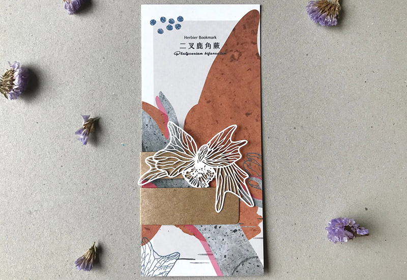 蕨類標本紙雕-二叉鹿角蕨 蕨類標本紙雕-二叉鹿角蕨