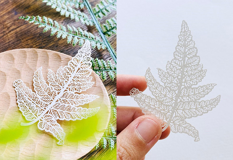 蕨類標本紙雕2.0 - 過溝菜蕨 蕨類標本紙雕2.0 - 過溝菜蕨