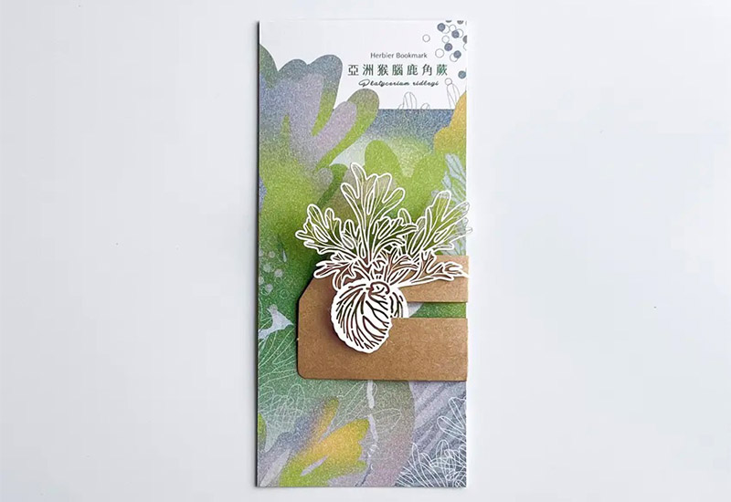 蕨類標本紙雕3.0-亞洲猴腦鹿角蕨 蕨類標本紙雕3.0-亞洲猴腦鹿角蕨