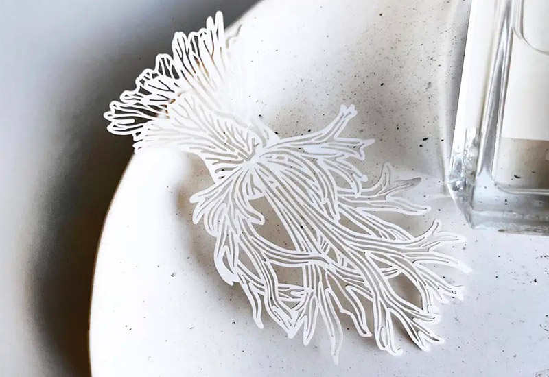 蕨類標本紙雕3.0-爪哇鹿角蕨 蕨類標本紙雕3.0-爪哇鹿角蕨