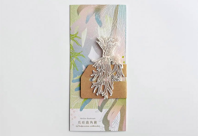 蕨類標本紙雕3.0-爪哇鹿角蕨 蕨類標本紙雕3.0-爪哇鹿角蕨