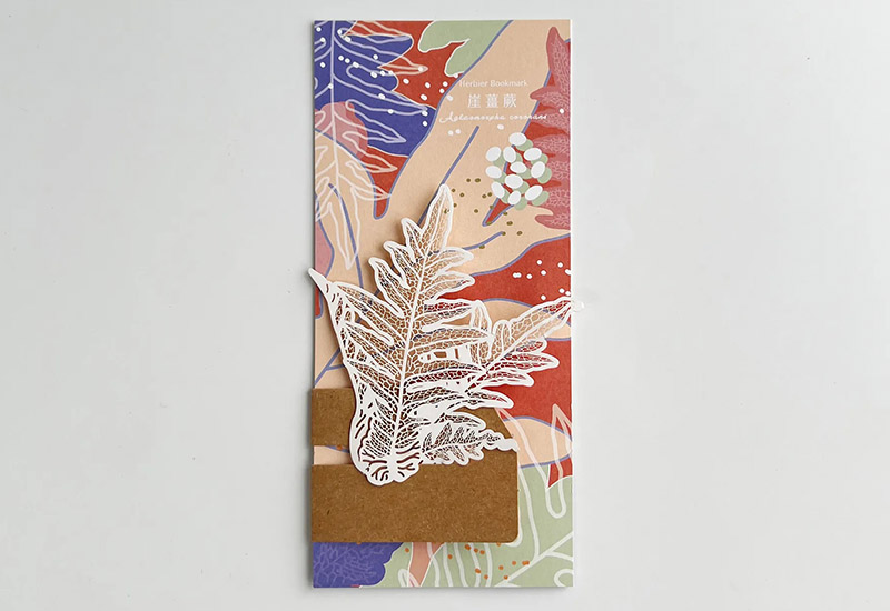 蕨類標本紙雕4.0-崖薑蕨 蕨類標本紙雕4.0-崖薑蕨