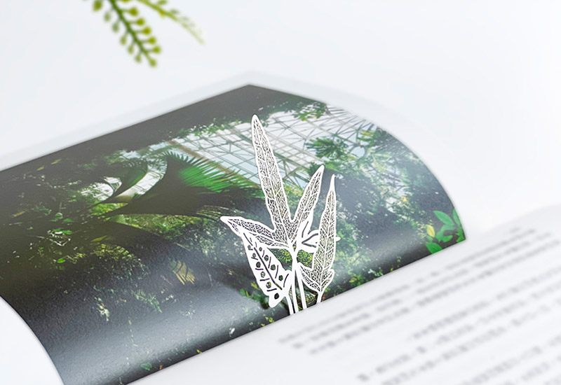 蕨類標本紙雕5.0-三葉茀蕨 蕨類標本紙雕5.0-三葉茀蕨