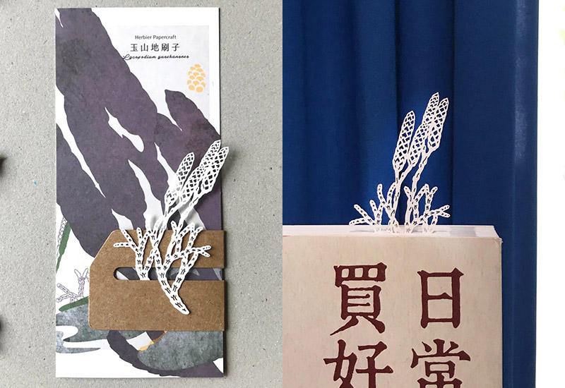 蕨類標本紙雕-玉山地刷子 蕨類標本紙雕-玉山地刷子