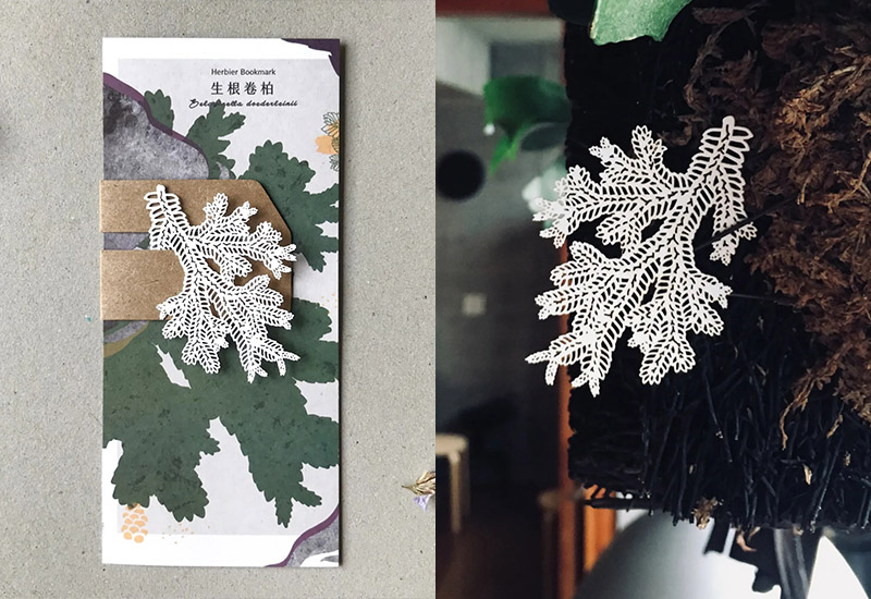 蕨類標本紙雕-生根卷柏 蕨類標本紙雕-生根卷柏