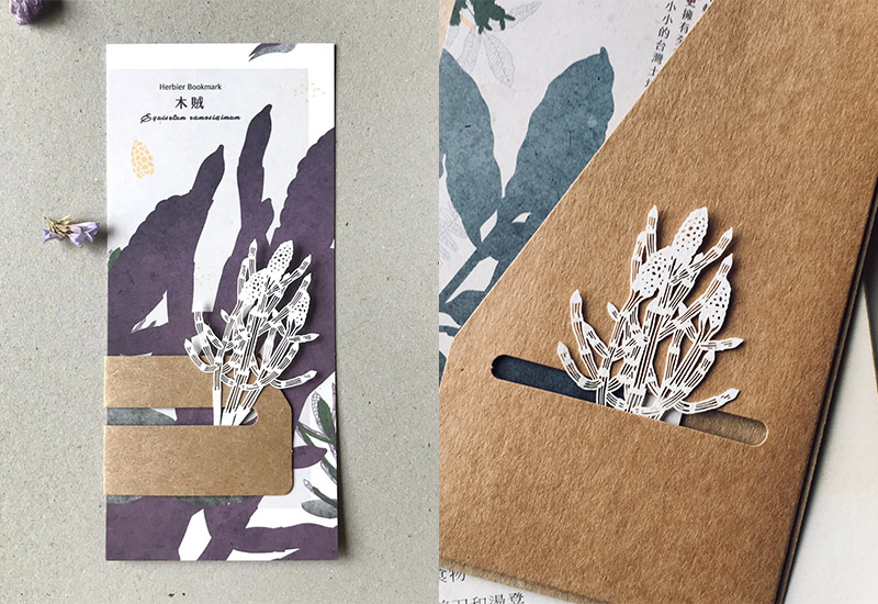 蕨類標本紙雕-木賊 蕨類標本紙雕-木賊