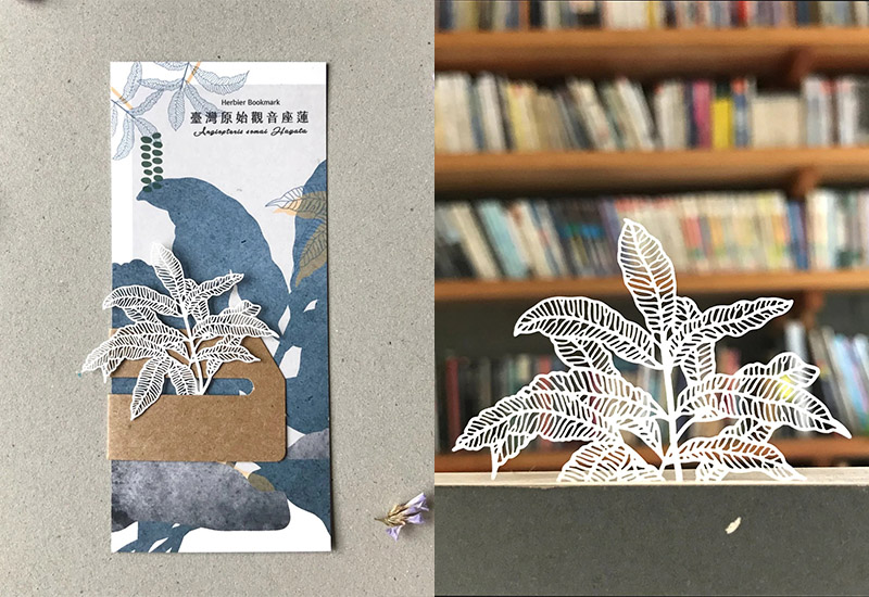 蕨類標本紙雕-臺灣原始觀音座蓮 蕨類標本紙雕-臺灣原始觀音座蓮