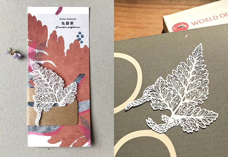 蕨類標本紙雕-兔腳蕨 蕨類標本紙雕-兔腳蕨