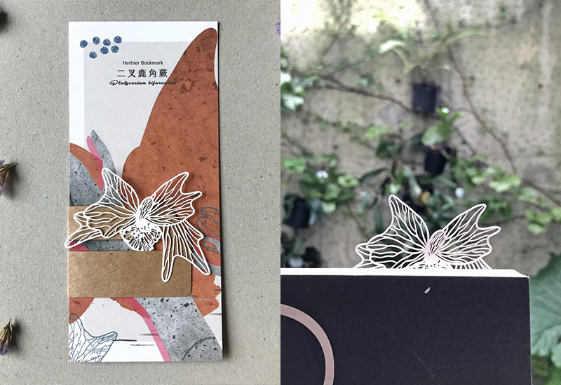 蕨類標本紙雕-二叉鹿角蕨 蕨類標本紙雕-二叉鹿角蕨