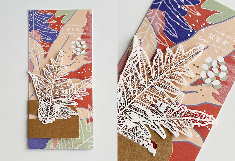 蕨類標本紙雕4.0-崖薑蕨 蕨類標本紙雕4.0-崖薑蕨