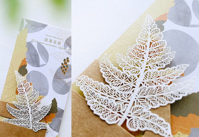 蕨類標本紙雕2.0 - 過溝菜蕨