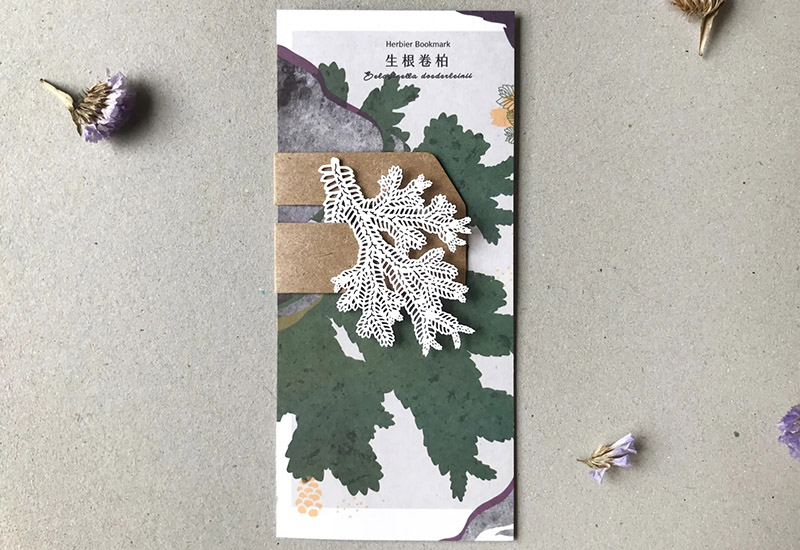 蕨類標本紙雕-生根卷柏