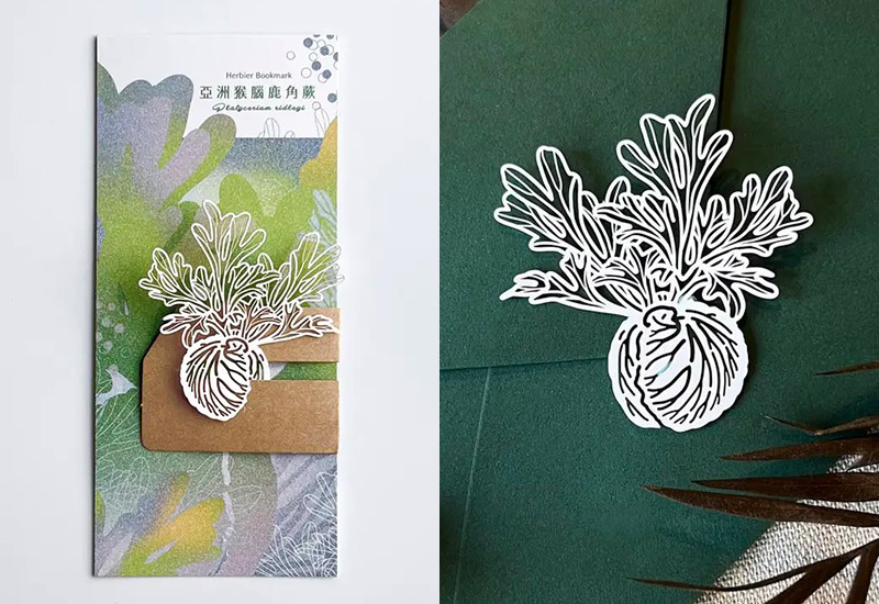 蕨類標本紙雕3.0-亞洲猴腦鹿角蕨