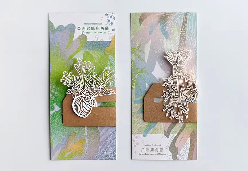 蕨類標本紙雕3.0-亞洲猴腦鹿角蕨