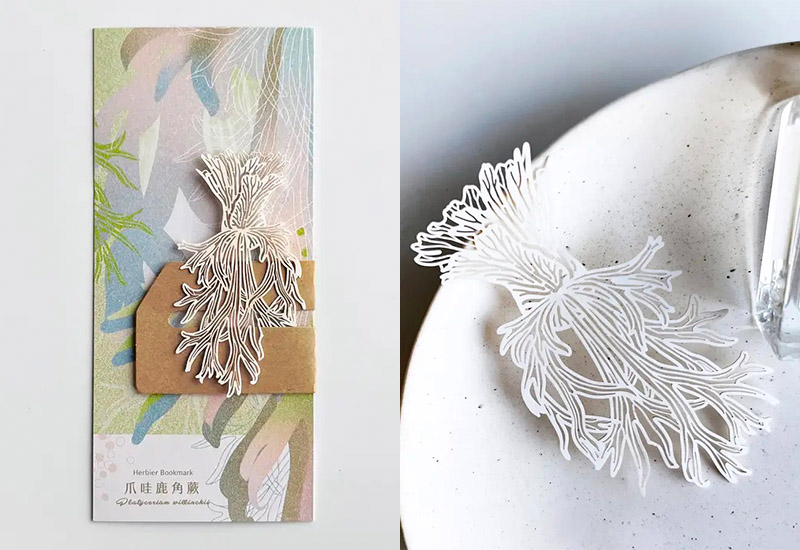 蕨類標本紙雕3.0-爪哇鹿角蕨