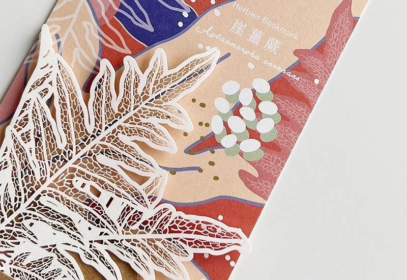 蕨類標本紙雕4.0-崖薑蕨