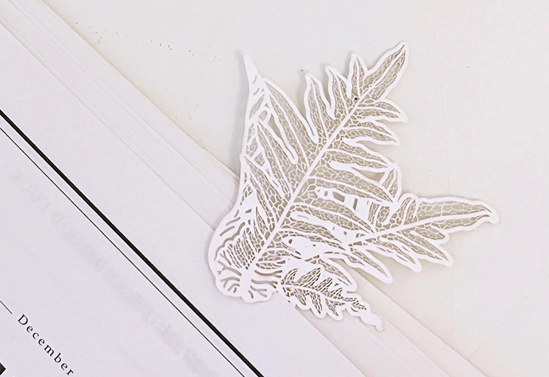 蕨類標本紙雕4.0-崖薑蕨